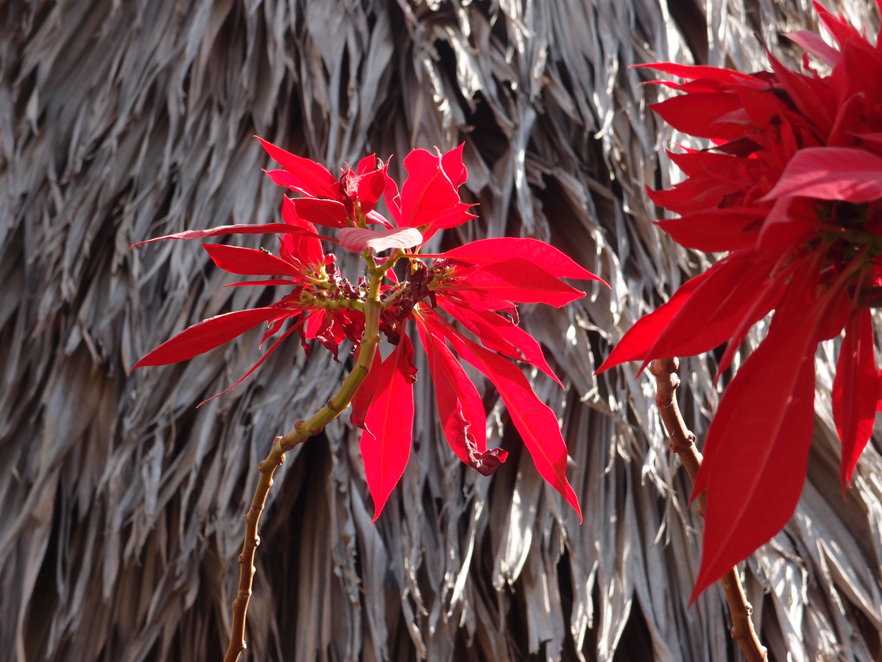 2018-01-21 13 Uhr - Rokpa Cafe (Audio + Foto) 